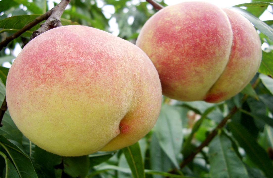 ​Feicheng, Shandong: Fragrant Blossoms of Feicheng Peaches, a Year-round Delight