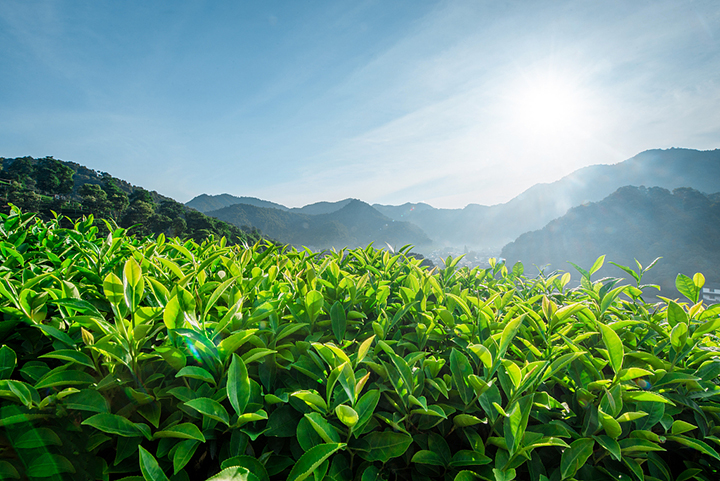 重磅！茶产业S2B2C平台壹号茶园内测上线，塑行业发展生态圈